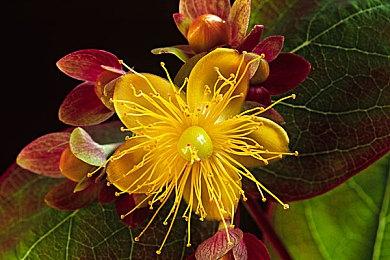 《霍格沃兹：遗产》演示影片及开发截图 年底发售