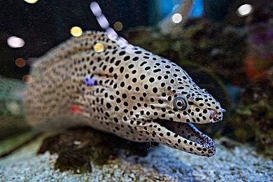 在《NBA®2K26》中争夺城市荣耀，成为篮球之王